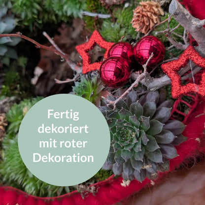 Lebender Dekokranz Weihnachten Rot Ø 25cm