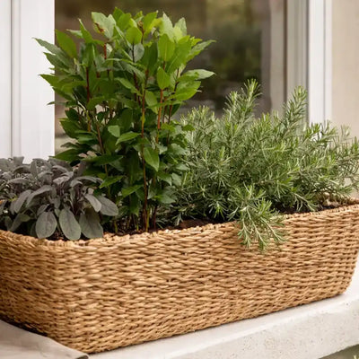 mediterrane, winterharte Küchenkräuter im Seegraskorb draußen auf der Fensterbank 