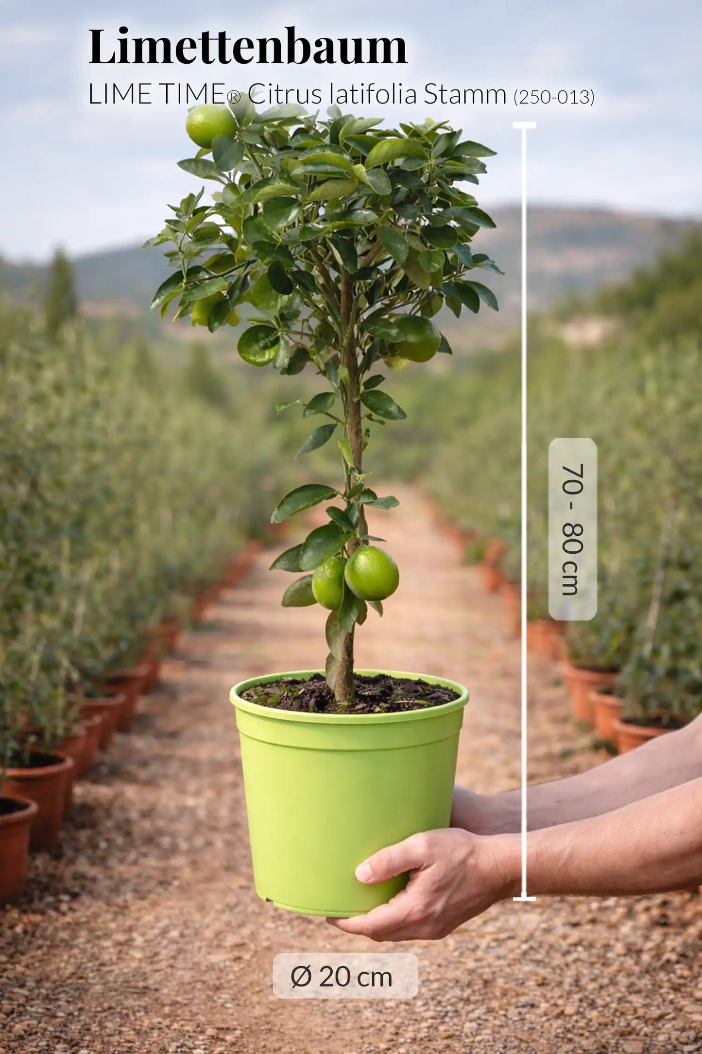 Großer Caipi Limettenbaum LIME TIME®