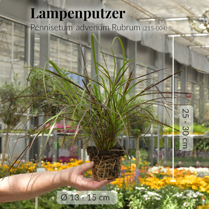 3er Box Rotes Pennisetum Gras