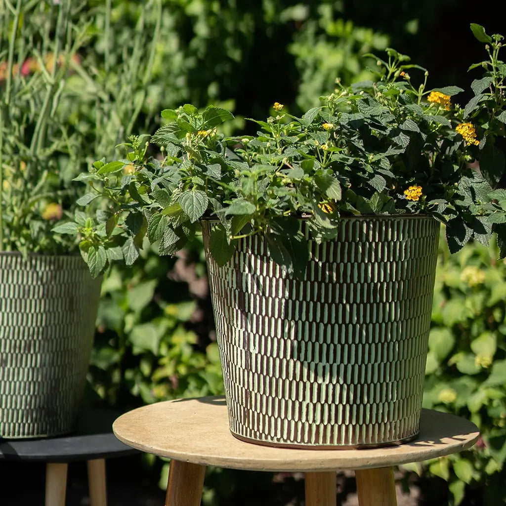 Lantanen mit geldber Blüte in Sonne auf einem Tischchen 