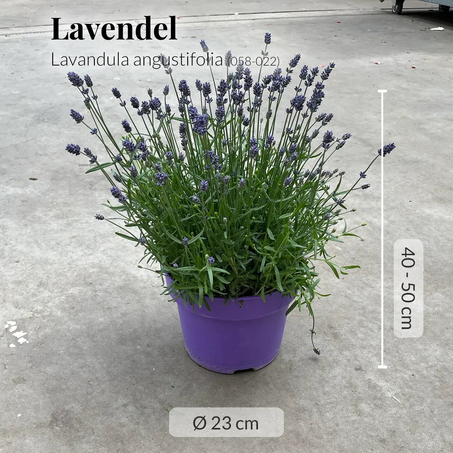 Großer Lavendel Busch – Green Me Up