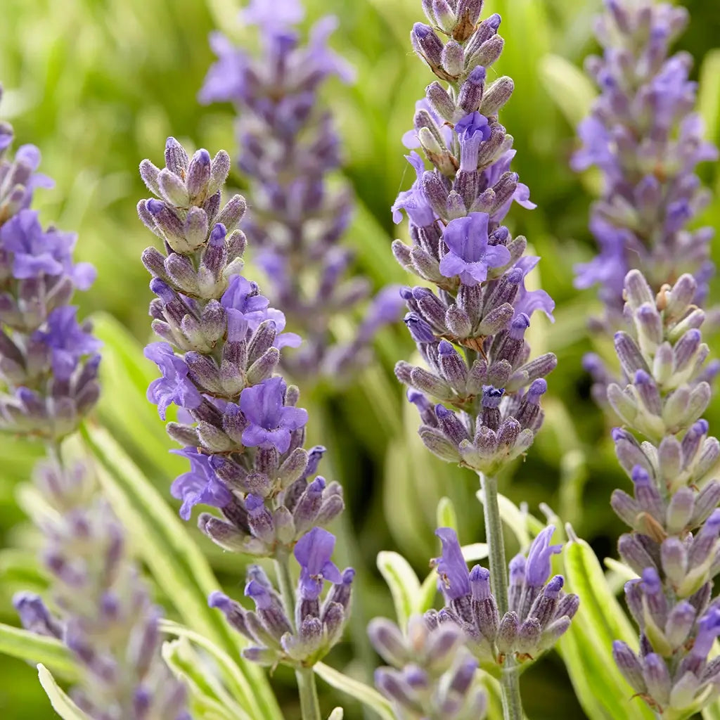 3er Box Blaue Lavendel Pflanzen