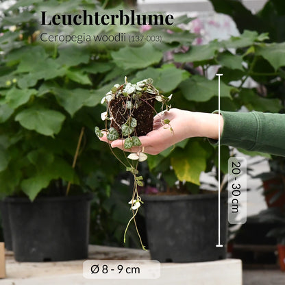 Mix & Match Tierfreundliche Babypflanzen