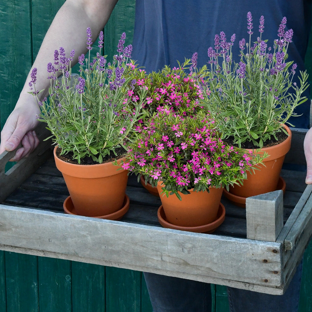 4er Pflanzenbox mit Scheinmyrthe und Lavendel in Lila