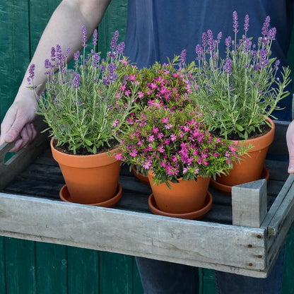 4er Pflanzenbox mit Scheinmyrthe und Lavendel in Lila