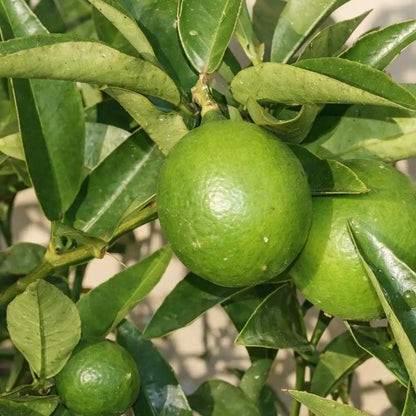 Nahaufnahme von einer Limette vom Limequatbaum