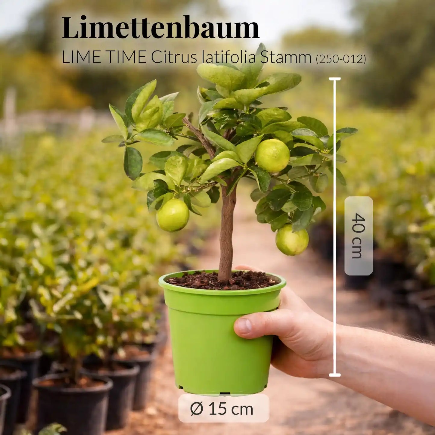 mediterraner Limettenbaum mit Früchten frisch aus der Gärtnerei