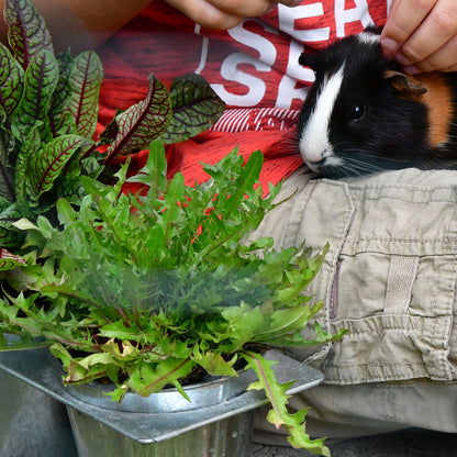 3er Löwenzahn Box PetLove