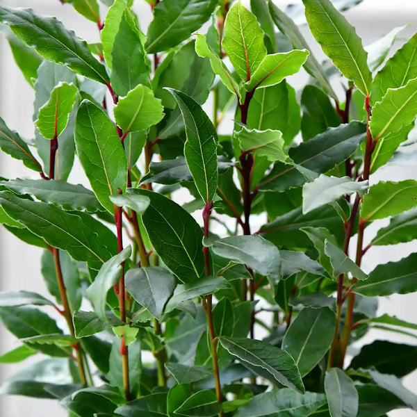 Loorbeerpflanze kaufen – Green Me Up