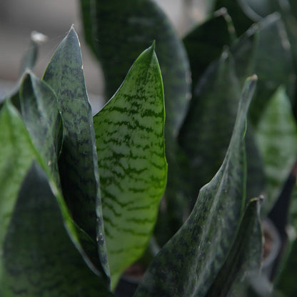 Hydro Sansevieria