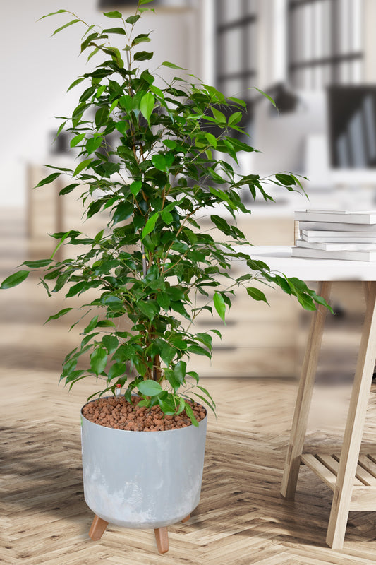 HYDRO SET XL BÜROPFLANZE Ficus Benjamina mit Pflanzgefäß in Betonoptik, 120-130cm