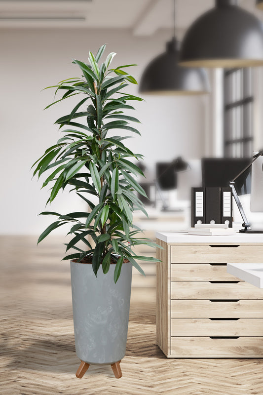 Hydro XL Büropflanze Amstel King in Betonoptik Vase