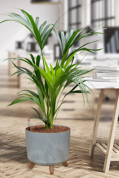 Hydro Kingsize Kentia Palme 110-120cm
