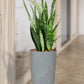 HYDRO SET XL BÜROPFLANZE Bogenhanf mit Vase in Betonoptik , 100-110cm