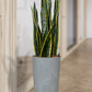 HYDRO SET XL BÜROPFLANZE Sansevieria mit Vase in Betonoptik, 100-110cm