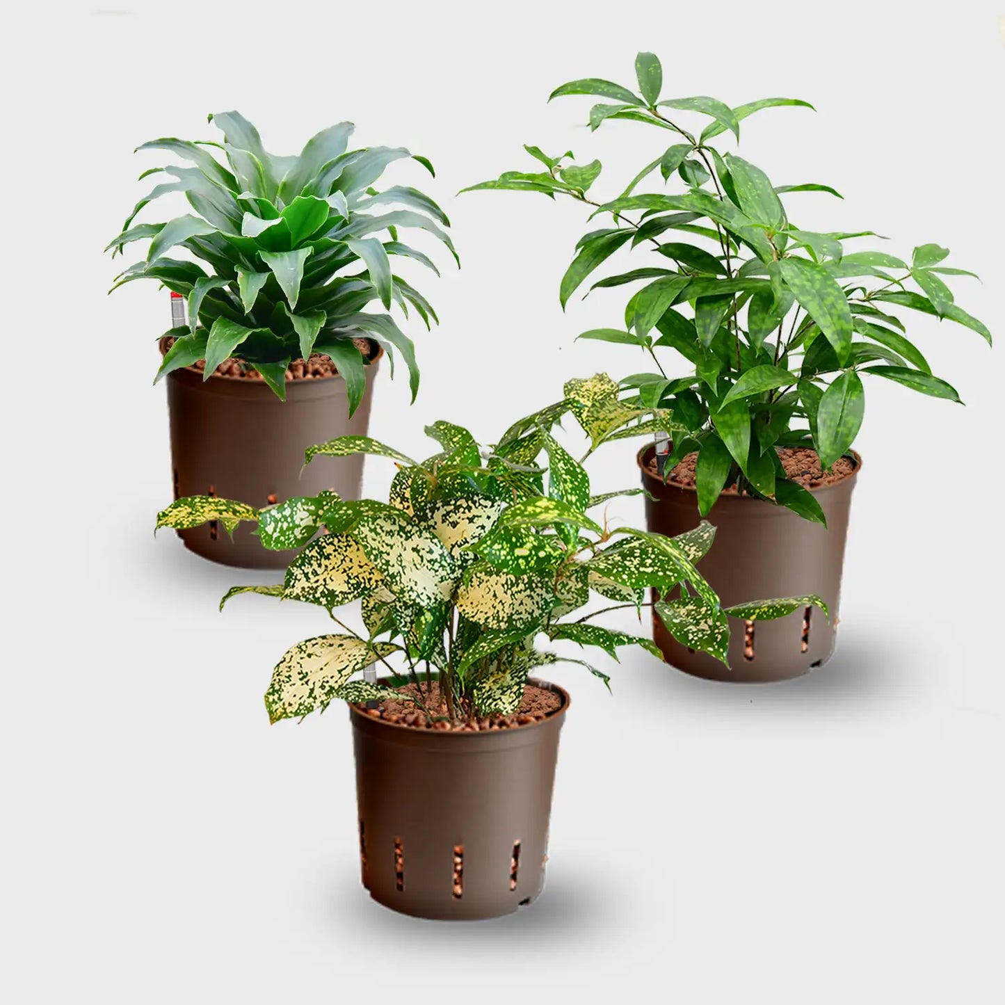 3er Set Drachenbaum Hydrokulturpflanzen in Blähton