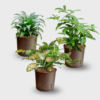 3er Set Drachenbaum Hydrokulturpflanzen in Blähton