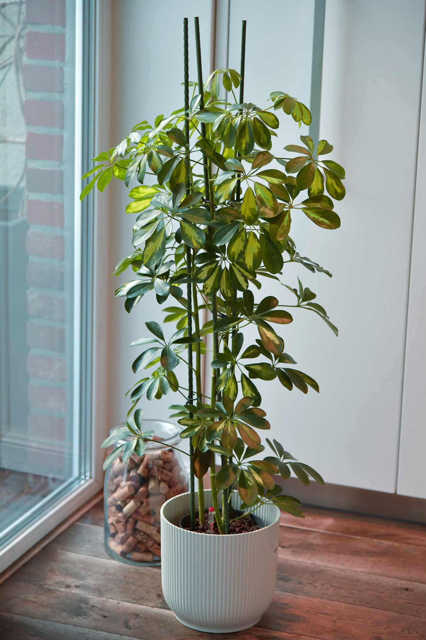 Hydrokultur Zimmerpflanze Schefflera Strahlenaralie in weißem Übertopf in der Küche