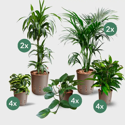 16er Box Hydrokultur Büropflanzen Palmenfeeling (4x XL, 12x bis H50cm)