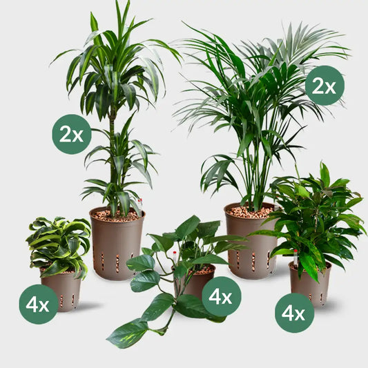 16er Box Hydrokultur Büropflanzen Palmenfeeling (4x XL, 12x bis H50cm)