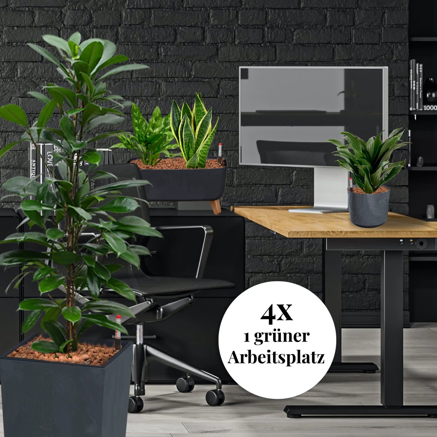 Palettenset Classico-Betonoptik: 16 Büropflanzen in Hydrokultur