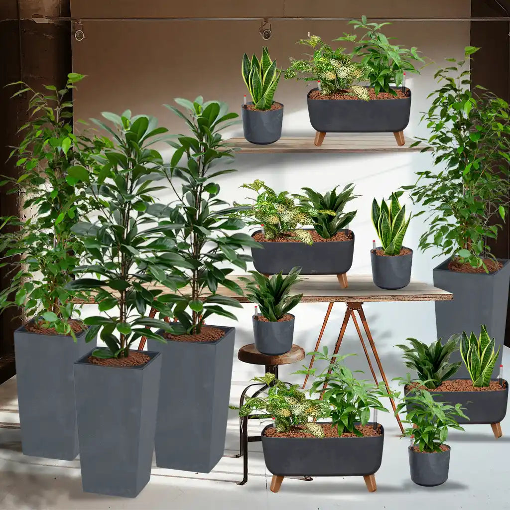 Palettenset Classico-Betonoptik: 16 Büropflanzen in Hydrokultur