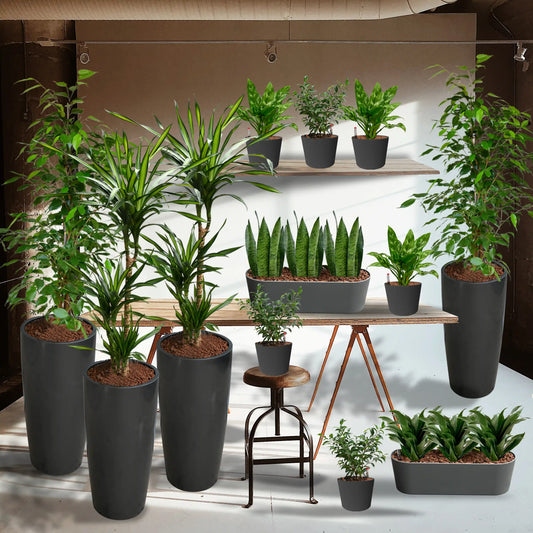 Palettenset Classico : 16 Büropflanzen in Hydrokultur