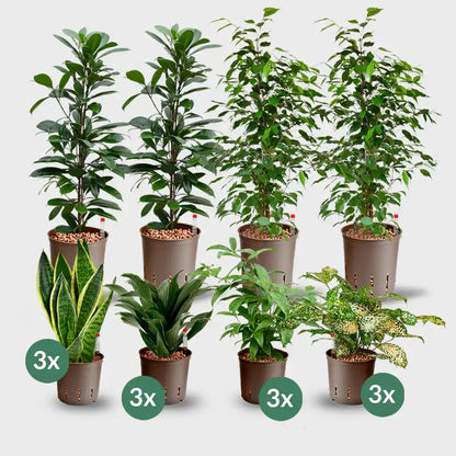 16er Box Hydrokultur Büropflanzen bewährte Klassiker (4x XL, 12x bis H50cm) (Kopie)