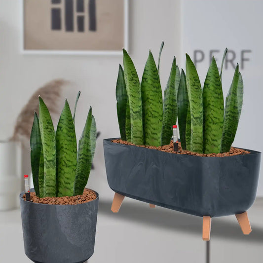 Hydro Büropflanzen Set Sideboard Betonoptik Bogenhanf