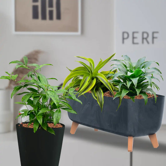 Hydro Büropflanzen Set Sideboard Betonoptik Drachenbaum Mix