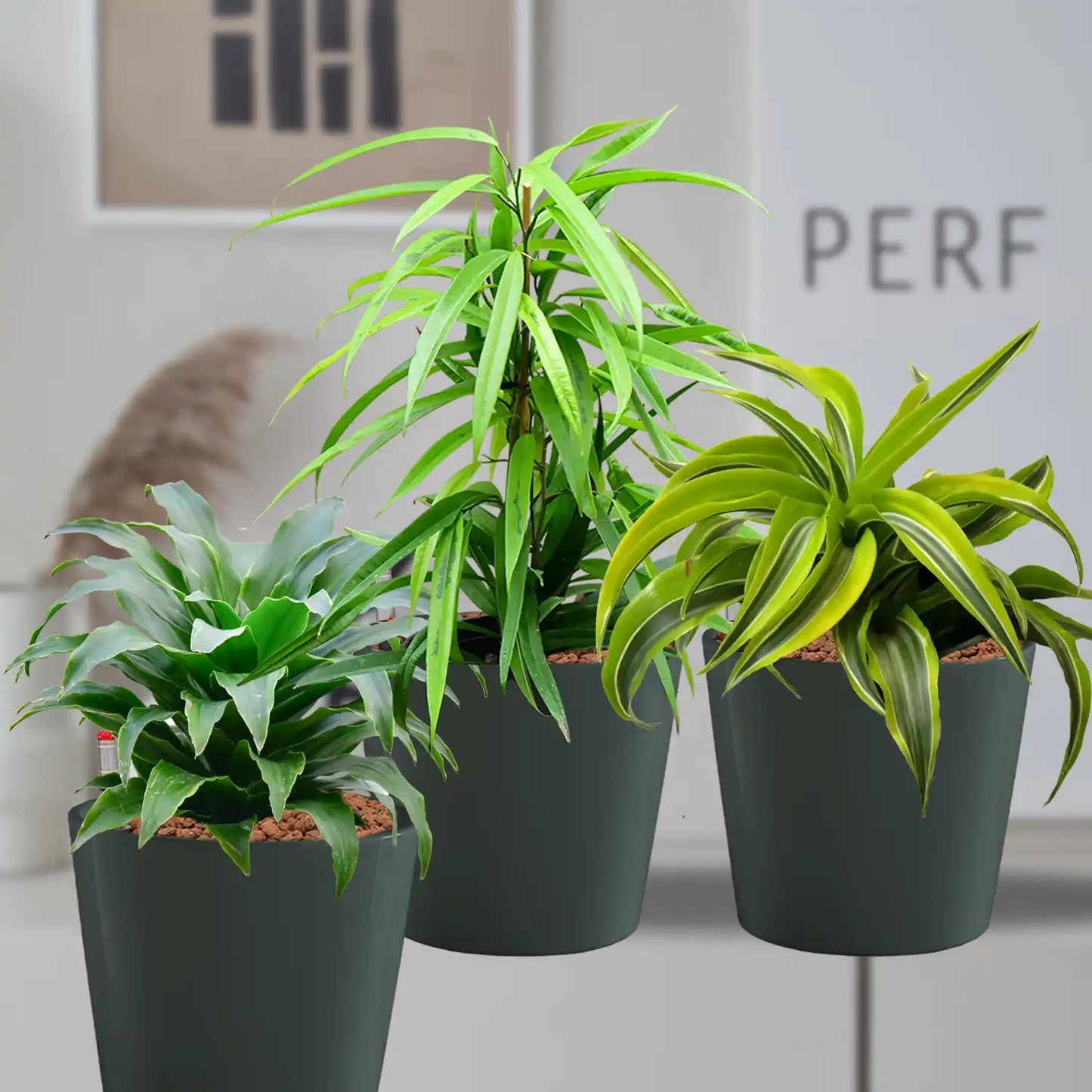 Hydro Büropflanzen 3er Set Drachenbaum Mix in Keramiktöpfen