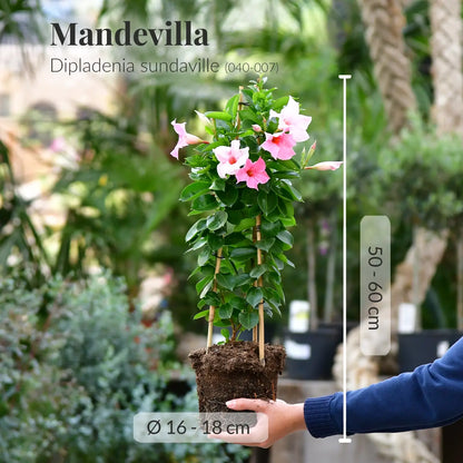 Mandevilla Dipladenia sundaville frisch beim Gärtner mit Wurzeln
