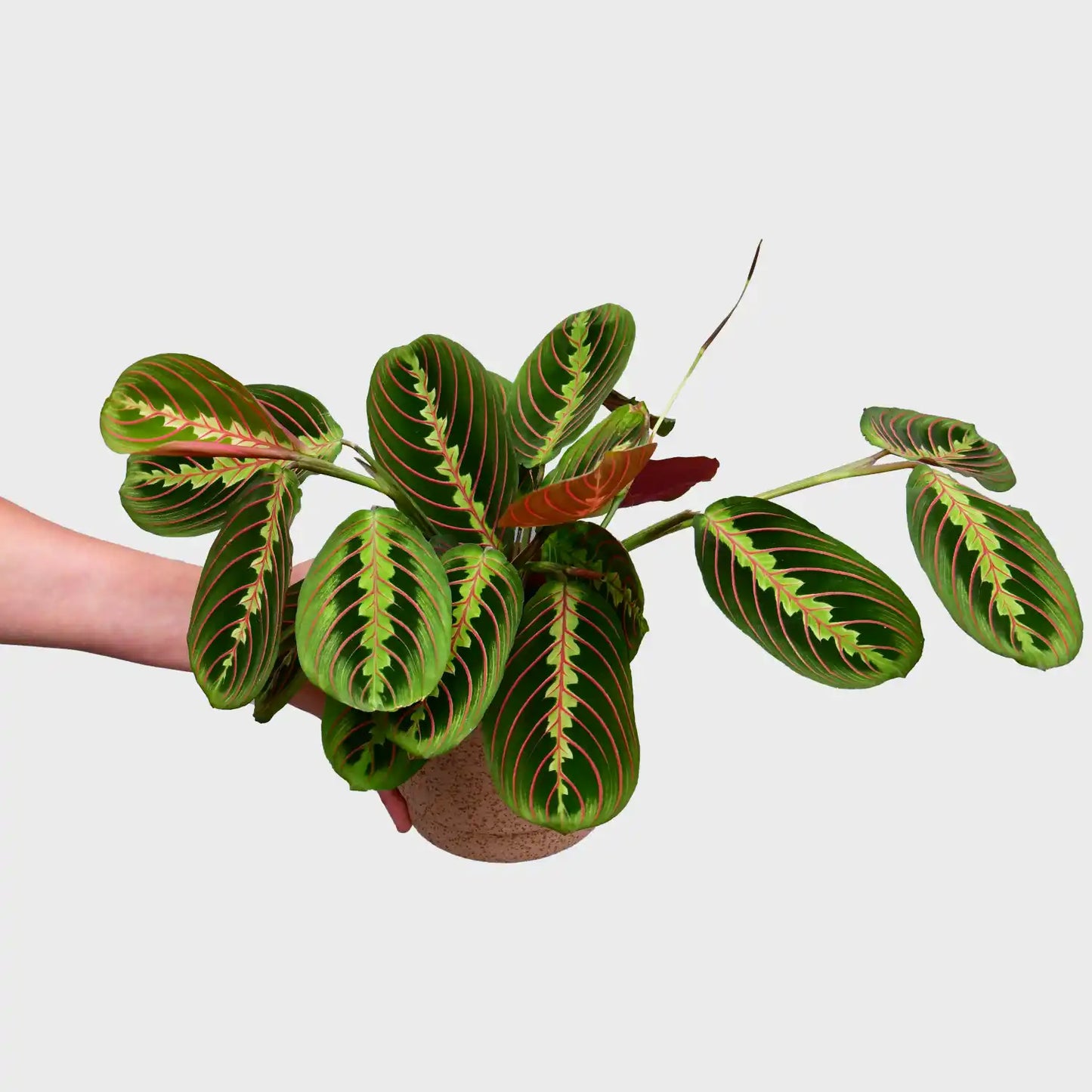Maranta Facinator