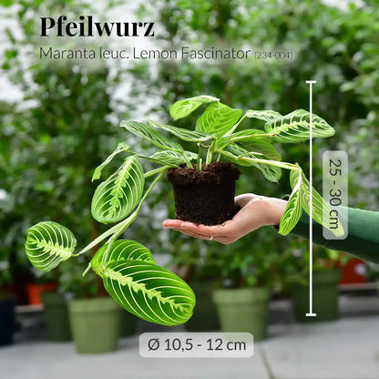 Maranta Lemon Facinator