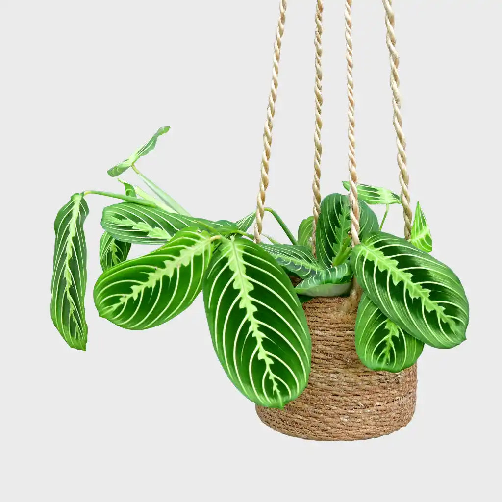 Maranta Lemon Facinator