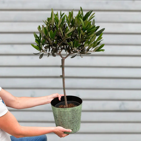 Mediteraner Olivenbaum Balkon – Green Me Up