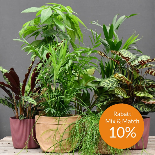 Mix & Match 2er Box Ungiftige Pflanzen - Raumdeko