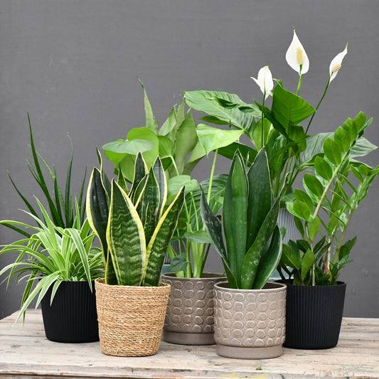 Mix & Match 4er Box Pflanzen für wenig Licht