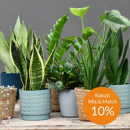 Mix & Match 4er Box Einsteiger Pflanzen