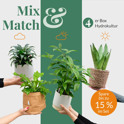 Mix & Match 4er Box Hydro Schreibtisch Pflanzen