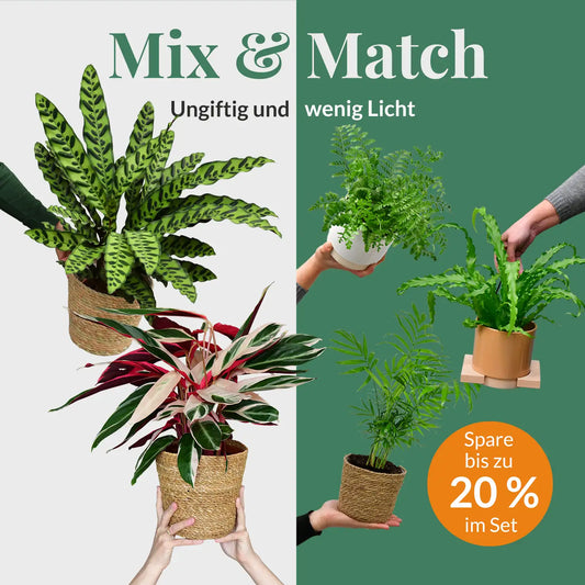 Mix & Match 6er Box ungiftige Pflanzen für wenig Licht