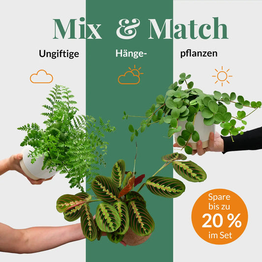 Mix & Match Katzenfreundliche Hängepflanzen
