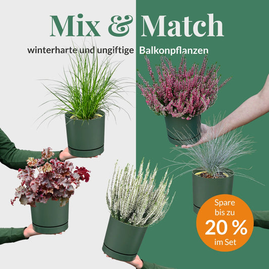 Mix & Match Winterharte und Ungiftige Balkonpflanzen