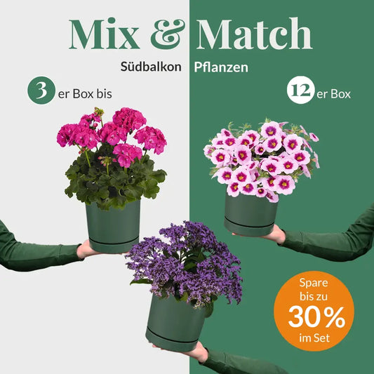 Mix & Match Südbalkon Pflanzen