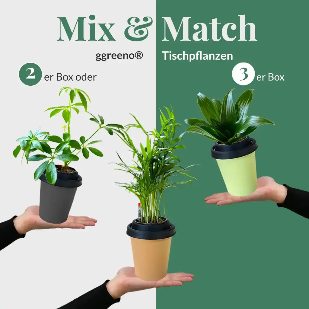 Mix & Match ggreeno® Tischpflanzen
