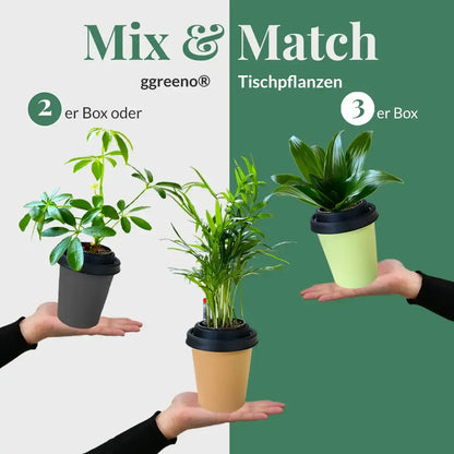 Mix & Match ggreeno® Tischpflanzen