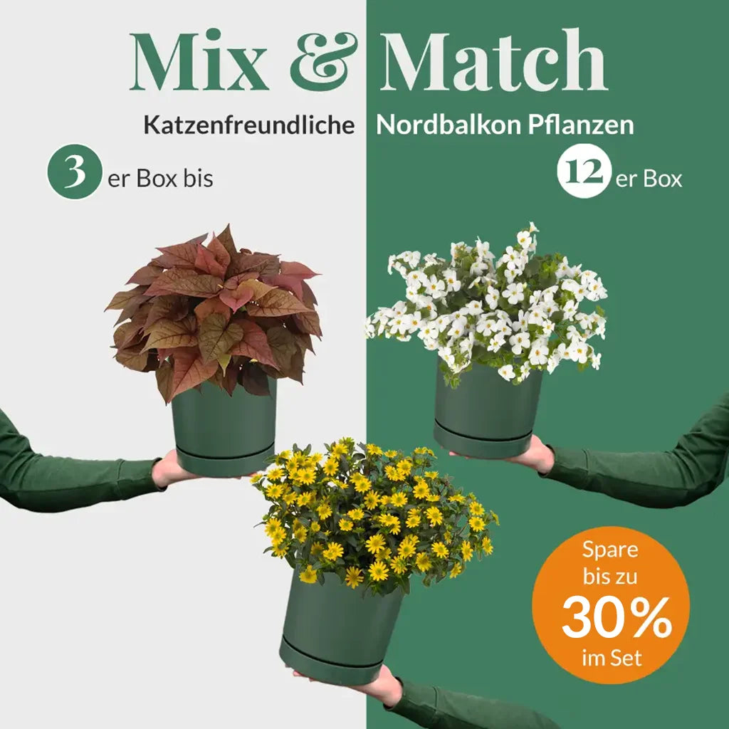 Mix & Match Ungiftige Nordbalkon Pflanzen