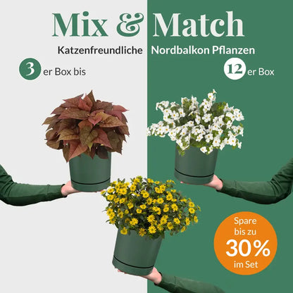 Mix & Match Ungiftige Nordbalkon Pflanzen