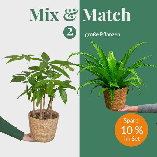 Mix & Match 2er Box Ungiftige Pflanzen - Raumdeko